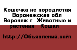 Кошечка не породистая - Воронежская обл., Воронеж г. Животные и растения » Кошки   